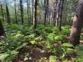 Fall Creek Land Real Estate