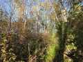 Rice Lake Land Real Estate