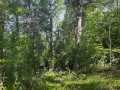 Rice Lake Land Real Estate