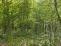 Rice Lake Land Real Estate