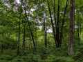 Birchwood Residential Real Estate