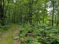 Birchwood Residential Real Estate