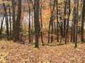 Birchwood Land Real Estate