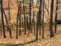 Birchwood Land Real Estate