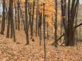 Birchwood Land Real Estate
