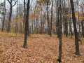 Birchwood Land Real Estate