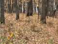 Birchwood Land Real Estate