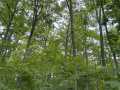 Rice Lake Land Real Estate
