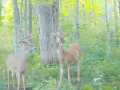 Rice Lake Land Real Estate