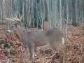 Rice Lake Land Real Estate