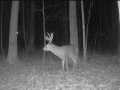 Rice Lake Land Real Estate