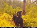Rice Lake Land Real Estate