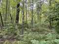 Rice Lake Land Real Estate