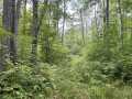 Rice Lake Land Real Estate