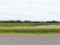 Sarona Land Real Estate