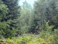 Glidden Land Real Estate