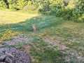 Weyerhaeuser Residential Real Estate