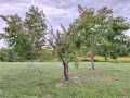 Weyerhaeuser Residential Real Estate