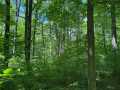 Wausau Land Real Estate