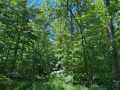Wausau Land Real Estate
