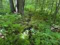 Wausau Land Real Estate