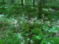 Wausau Land Real Estate