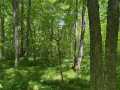 Wausau Land Real Estate