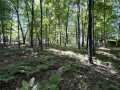 Birchwood Land Real Estate