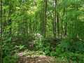 Birchwood Residential Real Estate