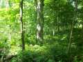 Shell Lake Land Real Estate