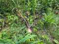 Property Photo 56
