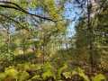 Weyerhaeuser Residential Real Estate