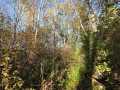 Rice Lake Land Real Estate