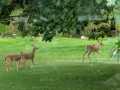 Medford Residential Real Estate