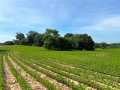 Black River Falls Land Real Estate