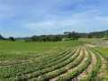 Black River Falls Land Real Estate