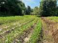 Black River Falls Land Real Estate