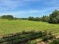 Property Photo 53
