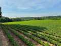 Black River Falls Land Real Estate