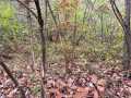 Cumberland Land Real Estate