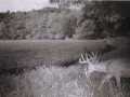 Fountain City Land Real Estate