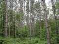 Neillsville Land Real Estate