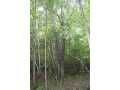 Neillsville Land Real Estate
