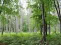 Neillsville Land Real Estate