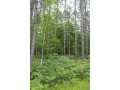 Neillsville Land Real Estate