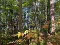 Stone Lake Land Real Estate