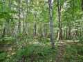 Rice Lake Land Real Estate