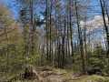 Stone Lake Land Real Estate
