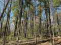 Stone Lake Land Real Estate