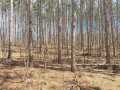 Rice Lake Land Real Estate